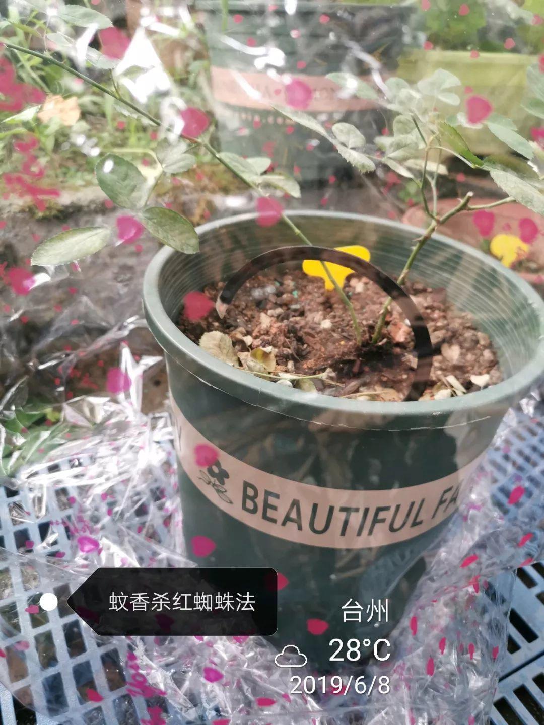 夏天养花“招虫子”6种方法存好了,安全又有效!