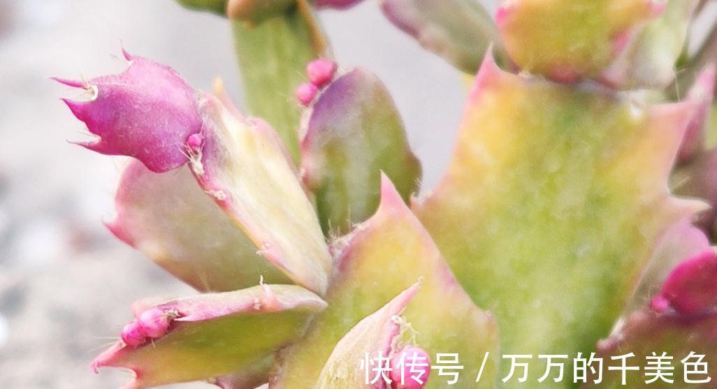 蟹爪兰，秋季苏醒后这样管理才能叶片不萎蔫、花开爆盆不落蕾