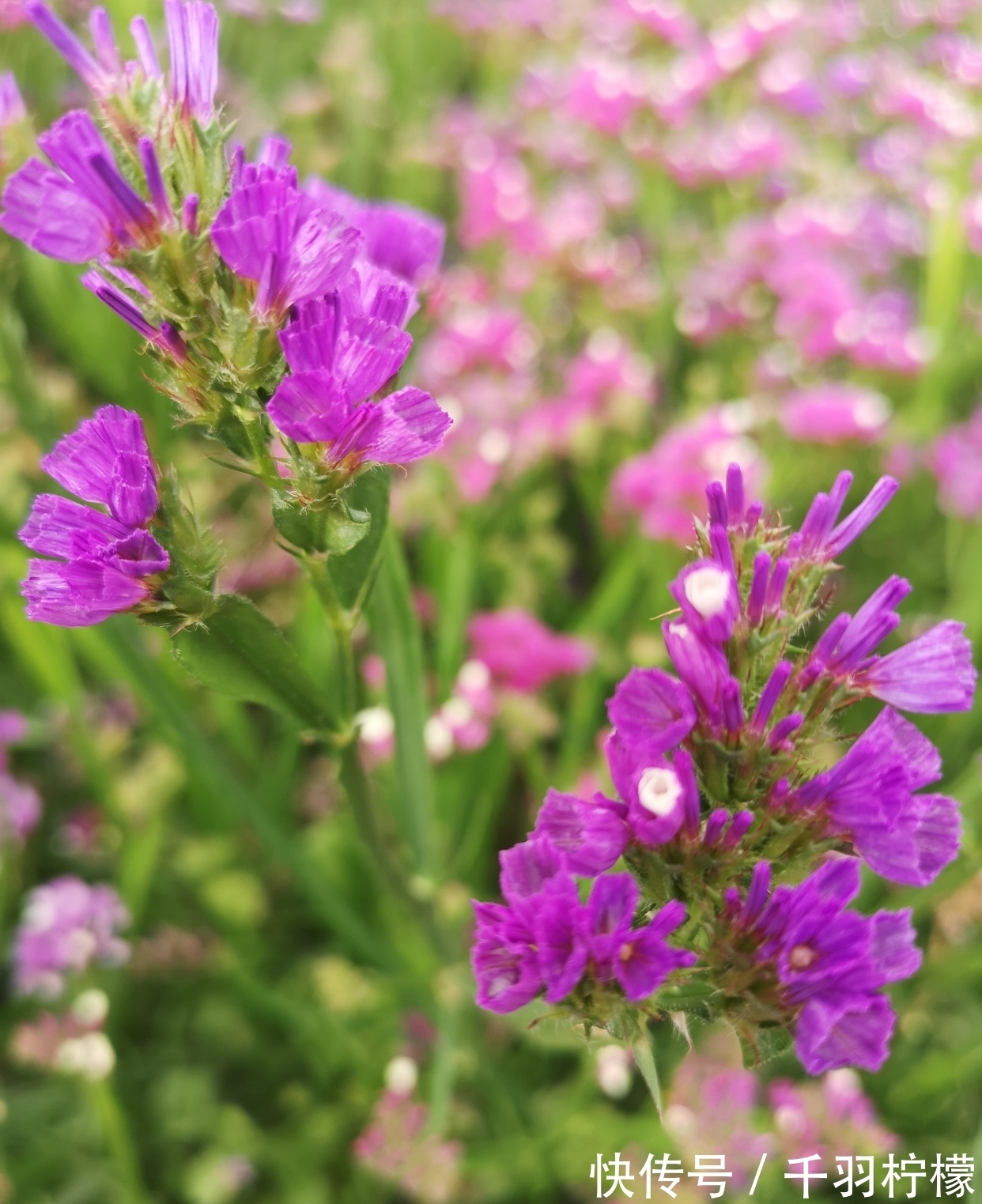 轻风摇曳度清秋 勿忘浓情爱长留 全网搜