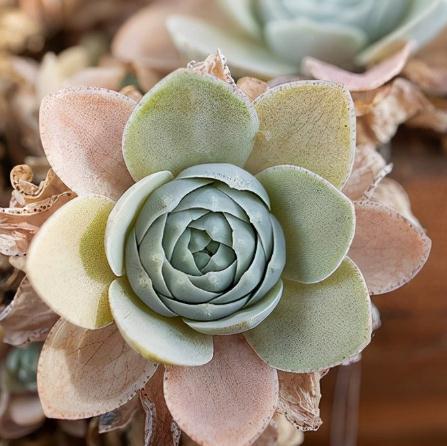 它，最耐寒的多肉植物，零下28度可露天过冬