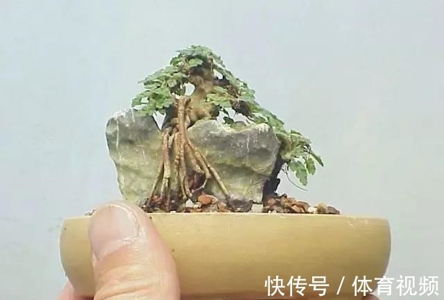 黄杨|微型盆景越来越受欢迎,这里是它们的“集中营”,都是你想知道的