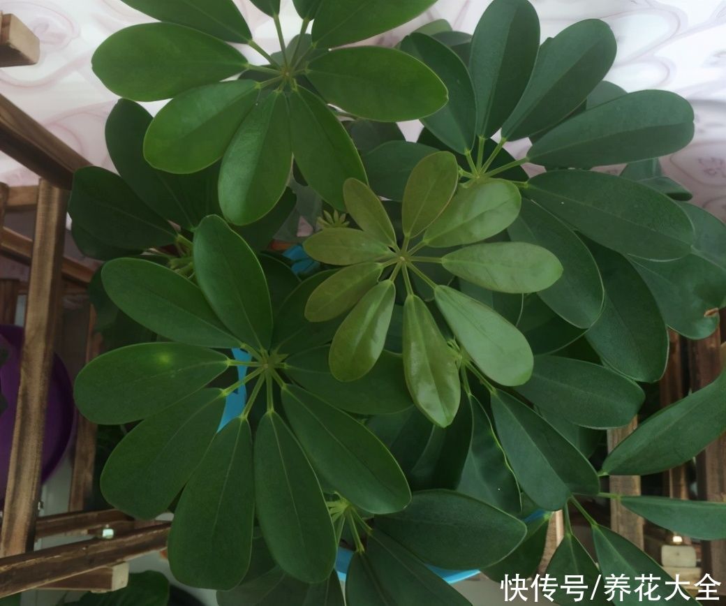 养护鸭掌木的3个技巧，枝繁叶茂，叶子绿油油的