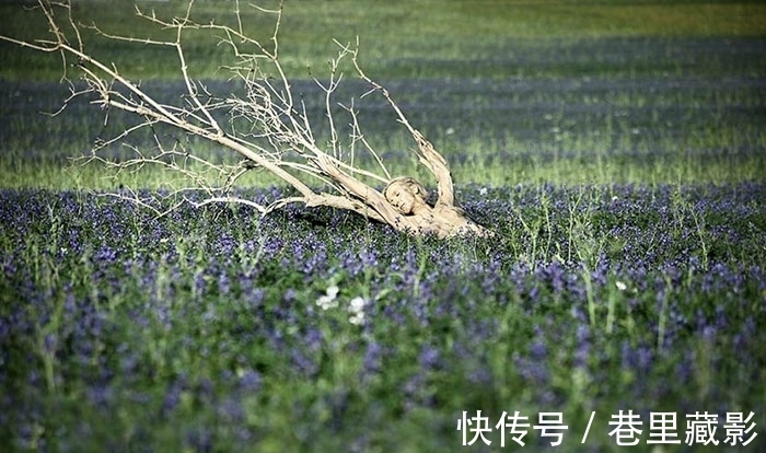 美女|美女不穿衣服藏进大自然，惊人伪装考验你的眼力！1秒找到真汉子