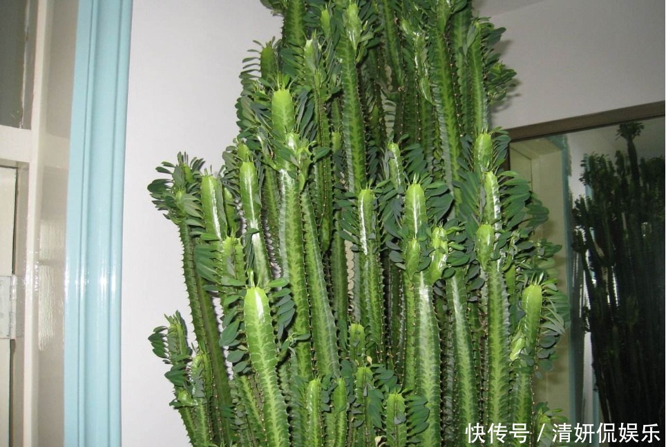 老人常说的“镇宅花”，客厅放一盆全年走运，还能招财进宝