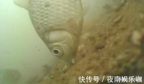 10公分还是20公分？野钓子线用多长，记住这几种情况就好