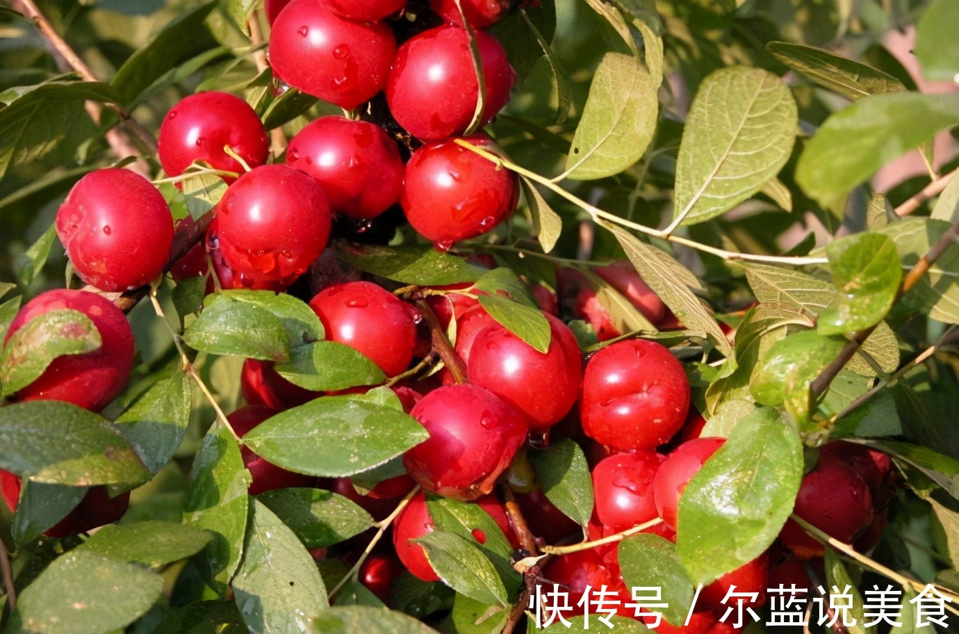 芥兰菜|女人不想老太快,常吃3种食物,排毒美容,养护血管,有益健康