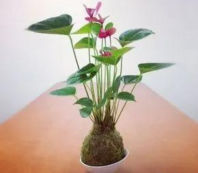 室内绿植种花不用盆，揉一个小球吊起来就让家里美翻