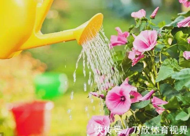 叶片|养这10种花,再喜欢也别多浇水,少浇水,不管它,反而花更多