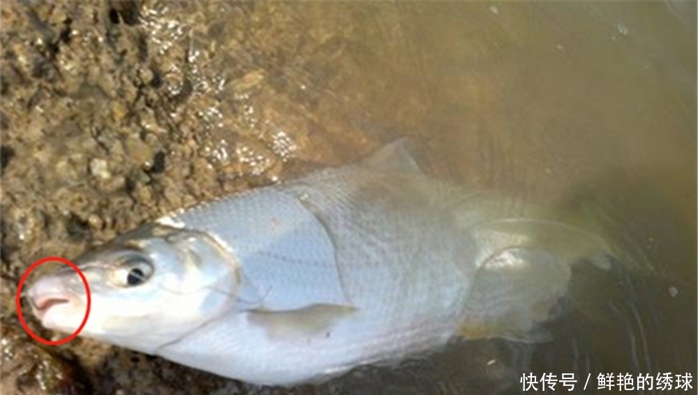 黄尾鲴|手竿钓黄尾鲴，可以用这些调漂方法，正口多锚鱼少！