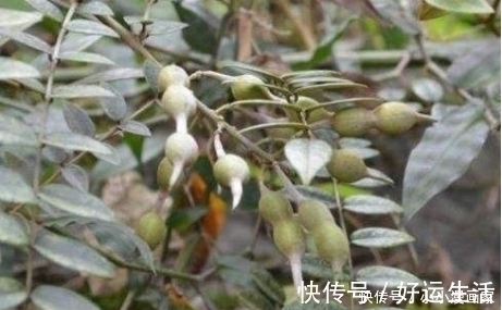 止痛|农村这种岩石缝中的山豆,根茎是良药,清火解毒,还能消肿止痛