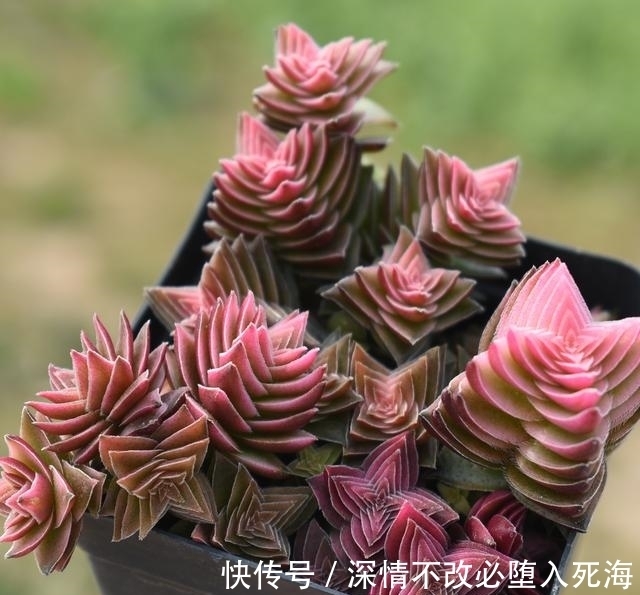 多肉冬天如果还浇水,还施肥,还受冻,那就等着叶片烂光光