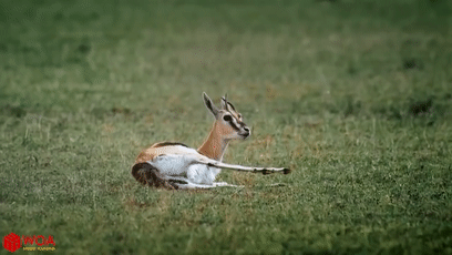 角马|蝙蝠竟然会倒立生孩子,这些生娃瞬间看得我肚子疼