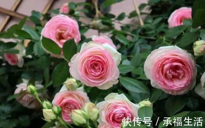 虹彩石|5种花懒人花,好养易活不易生病,有阳光就爆盆