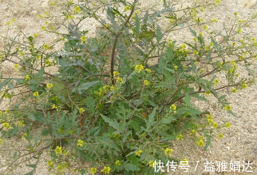 本经|乡下这种杂草,农民很厌烦,却不知对身体有这些好处