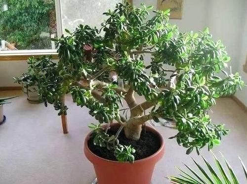 金枝玉叶|3种能成传家宝的花，越养越值钱，养几年给多少钱都不卖