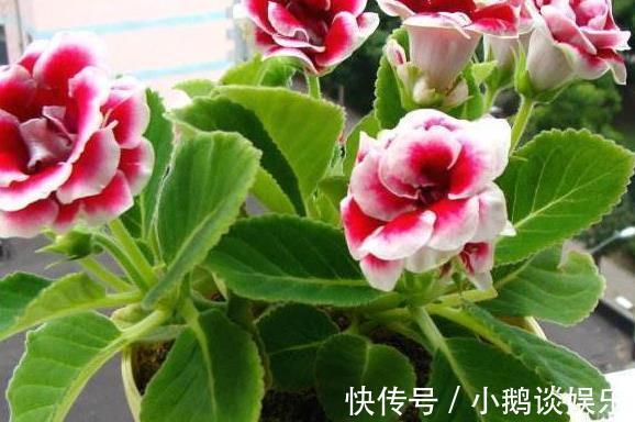 “耐阴”的3种花,枝条“掐下来”,往土里“插2根”,10天生根!