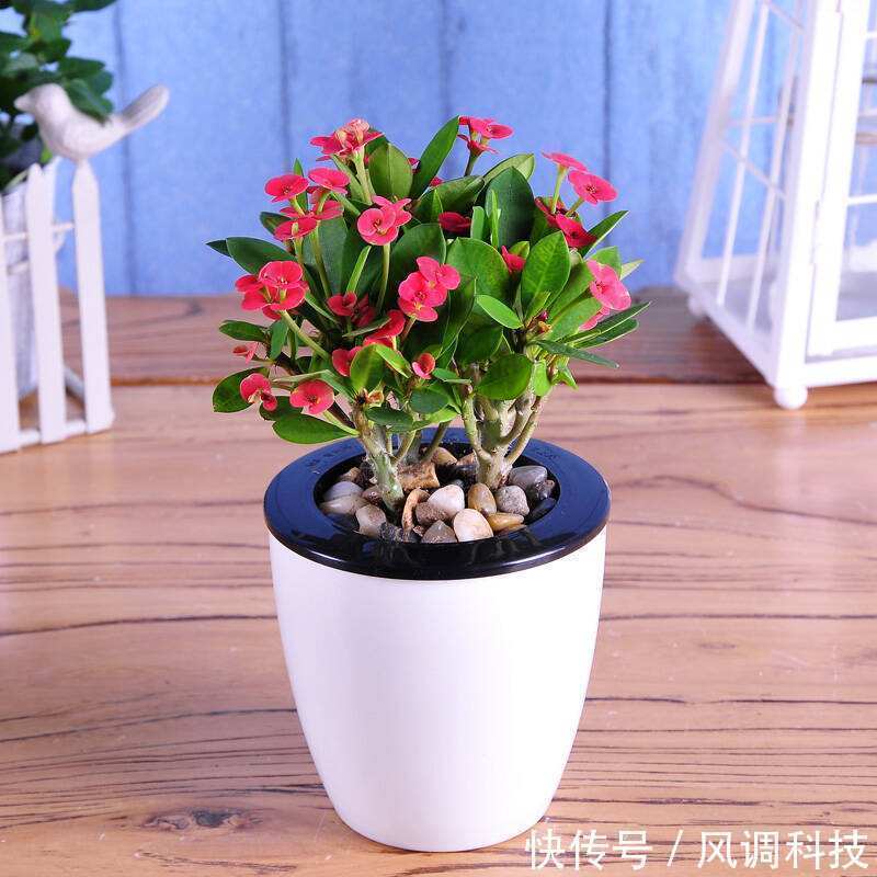 这三种花比绿萝还好养,三个月不管照样开花,最适合上班族