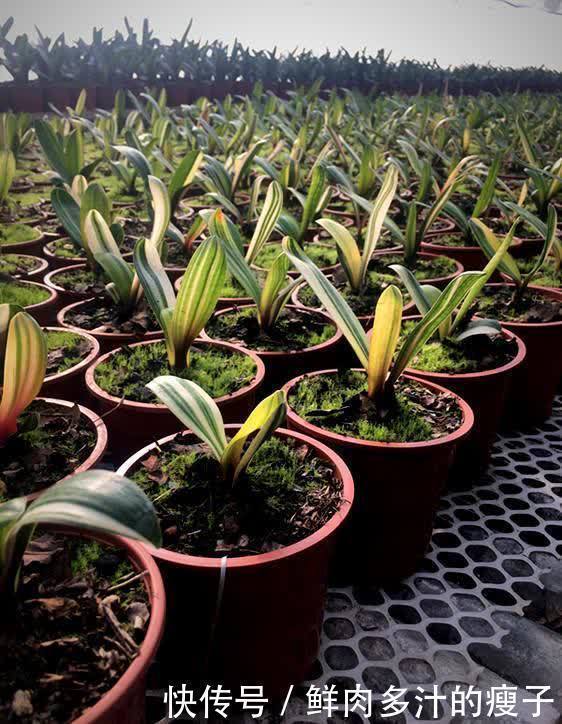 君子兰|君子兰春天“要喂饱”，吃饱喝足练练苗，一年长出6片“肥叶子”