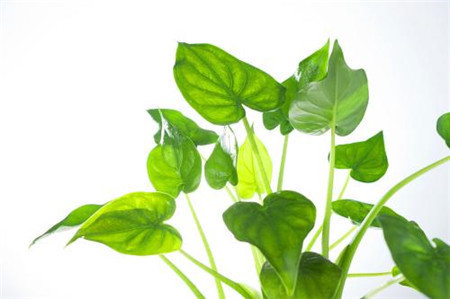 这些花原来有毒,难怪养在家里体质下降了,再好看也不能养了