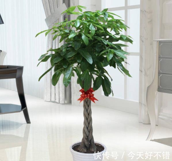 3种绿植不怕冷，冬天叶片照样油绿有光泽，寓意美好值得拥有