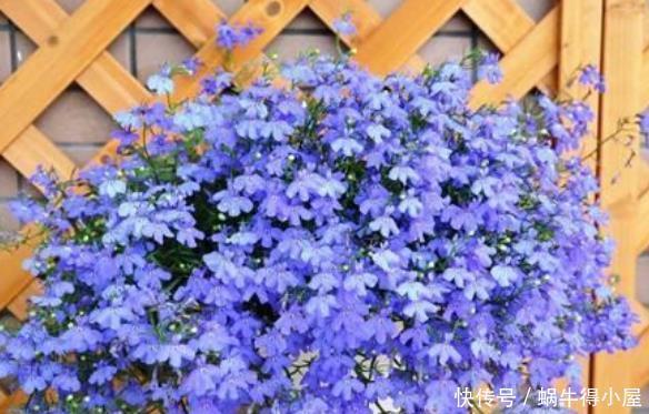 阳台养花就选4种,一开就是大半年,堪称开花机器,365天开不停