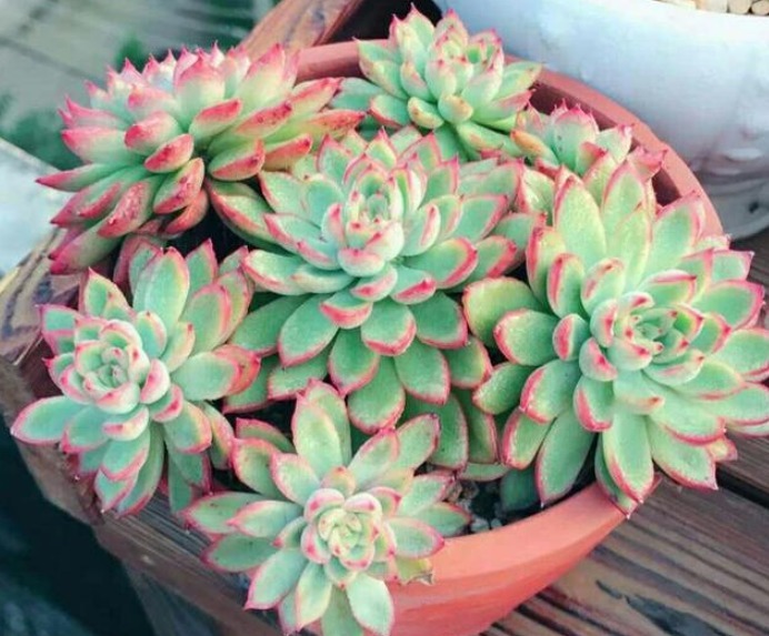 多肉要想出状态,闷养不可取,满足三个条件,新手轻松养出美状态