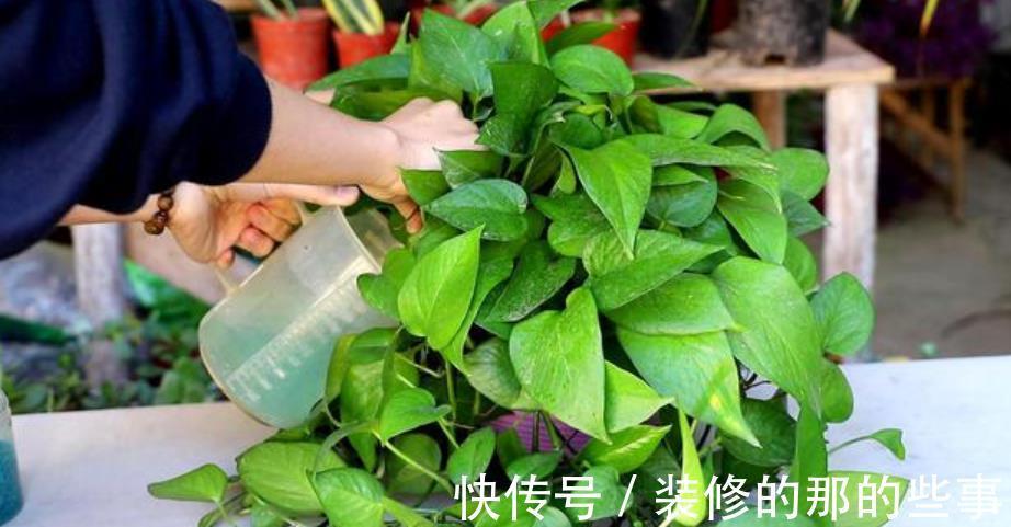 虎皮兰|4种花是“真酒鬼”，7天喝一勺，叶子油绿开花艳丽，比花肥好使