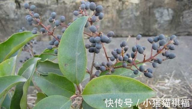 神农本草经|它是养肝明目“特效药”,路边很常见,遇到别错过