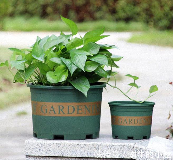 百合花|5种花适合“穷养”,小盆挤一挤,浇水懒一些,反而长势好