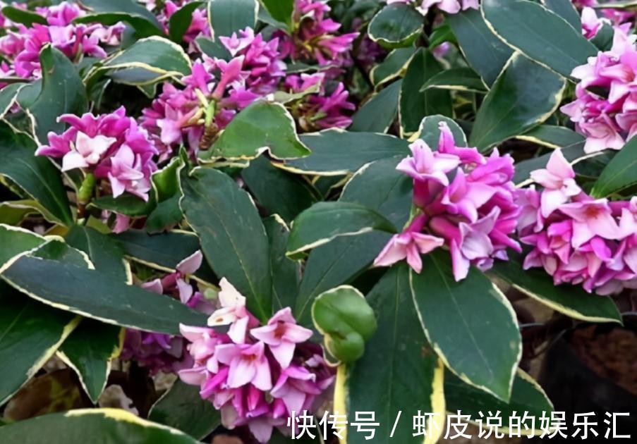 养这3种花,天冷勤开窗透气,开花又多又美又香,看着真养眼