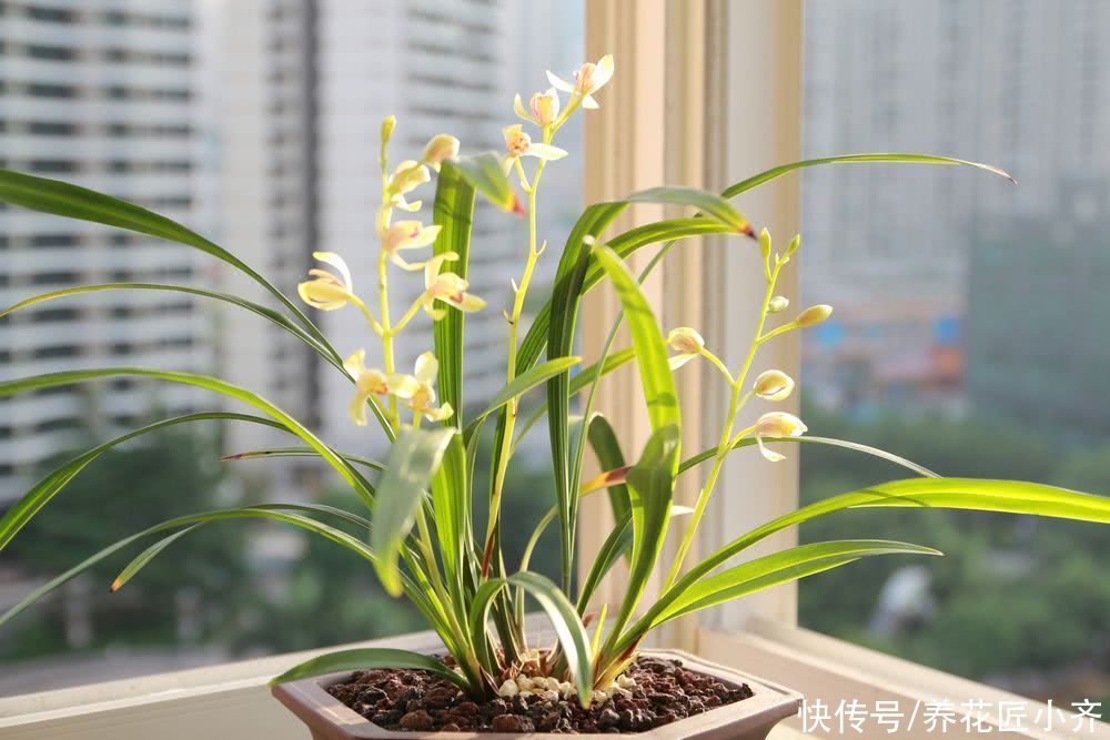 兰苗|盛夏养兰花，做好“三要、三不要”，兰苗叶片油绿，植株硬挺