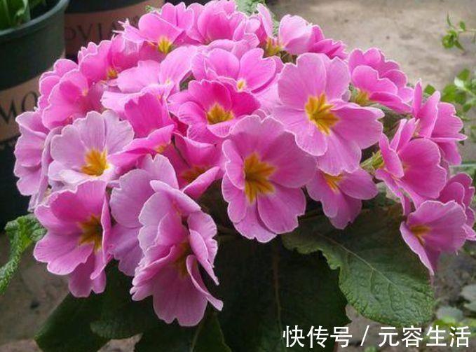 适合冬天入手的花卉,花大服盆快,沾点水就疯长,懒人养花首选