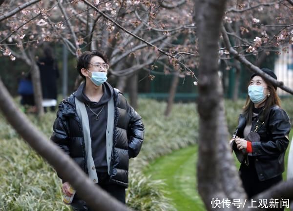 春花|申城春早，樱花渐入佳境，静安雕塑公园上演“梅樱争春”