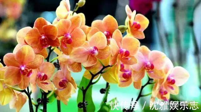 狐尾兰|4种“兰花”好养还爱开花,一开就是“花瀑布”,惊艳!