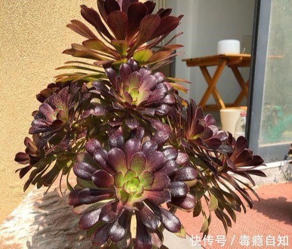 多肉法师,四季浇水不同,养出“美态”大魔头,人见人爱!