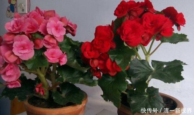 花儿|养丽格海棠，这4个“养护细节”别忽略，花苞多，一年四季开花！