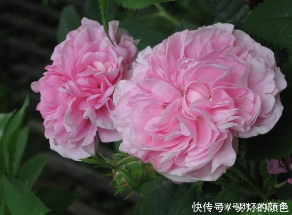 20款古老月季。数百年唯美传承,个个经典又抗病。远胜现代月季