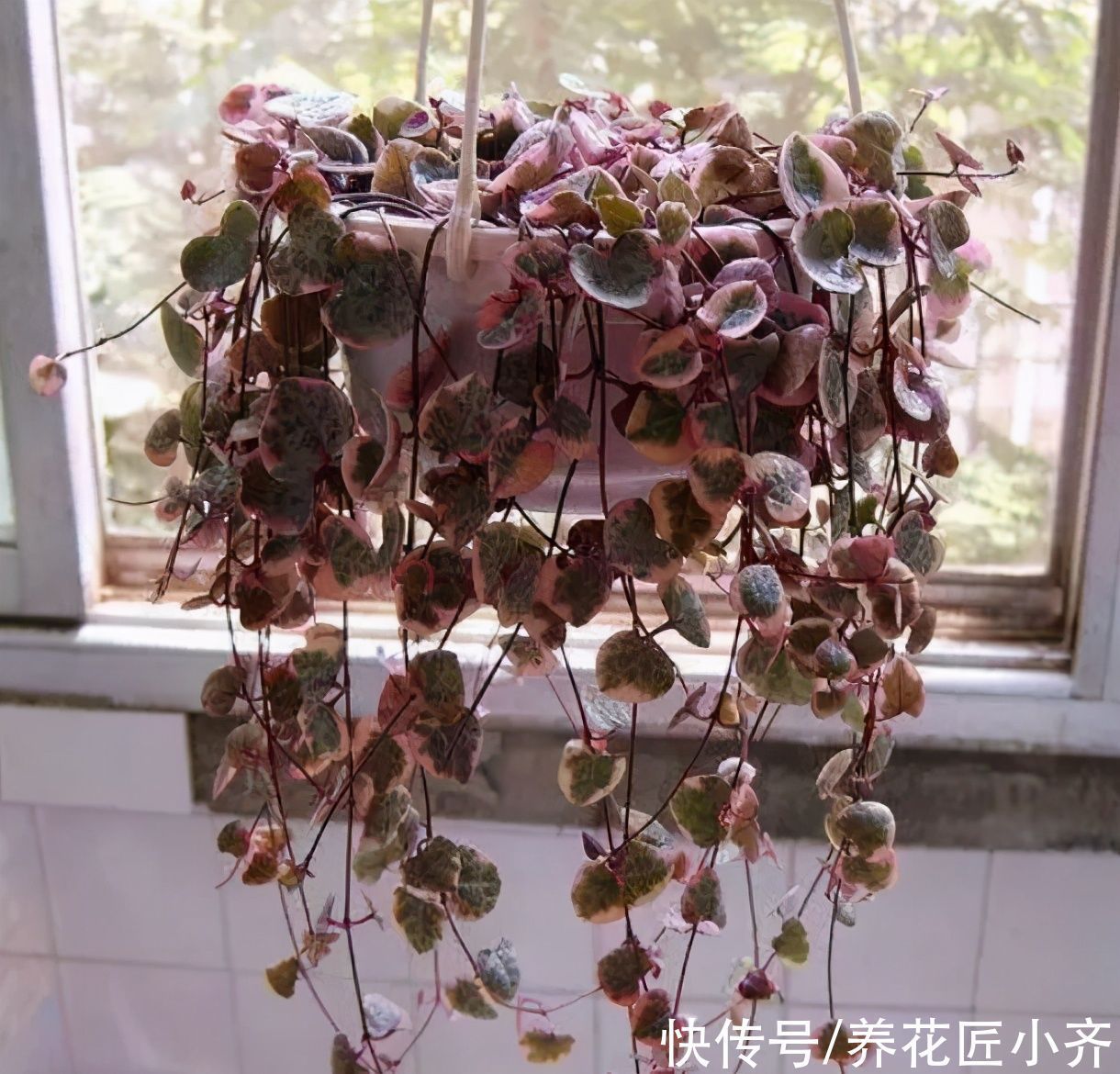 鹿角海棠|7种多肉适合“吊着养”,枝条“流出”花盆,养出状态最美