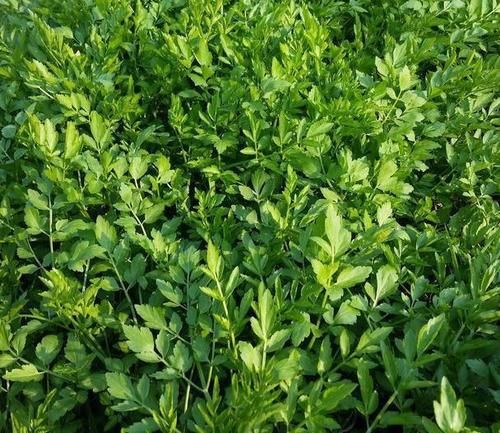 云梦之芹|农村随处可见的一种水生野菜，地方记载可退烧，通淋，健胃，降压