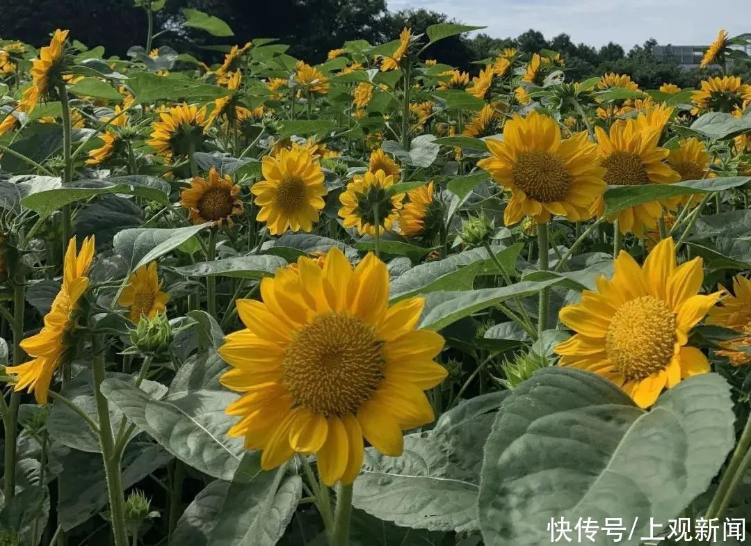 南園濱江綠地 來看那片向日葵花海 中國熱點