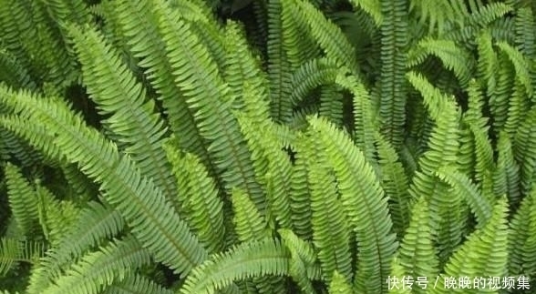 农村|农村的“地鸡蛋”,好吃又解渴,就是样子有点丑,你吃过吗