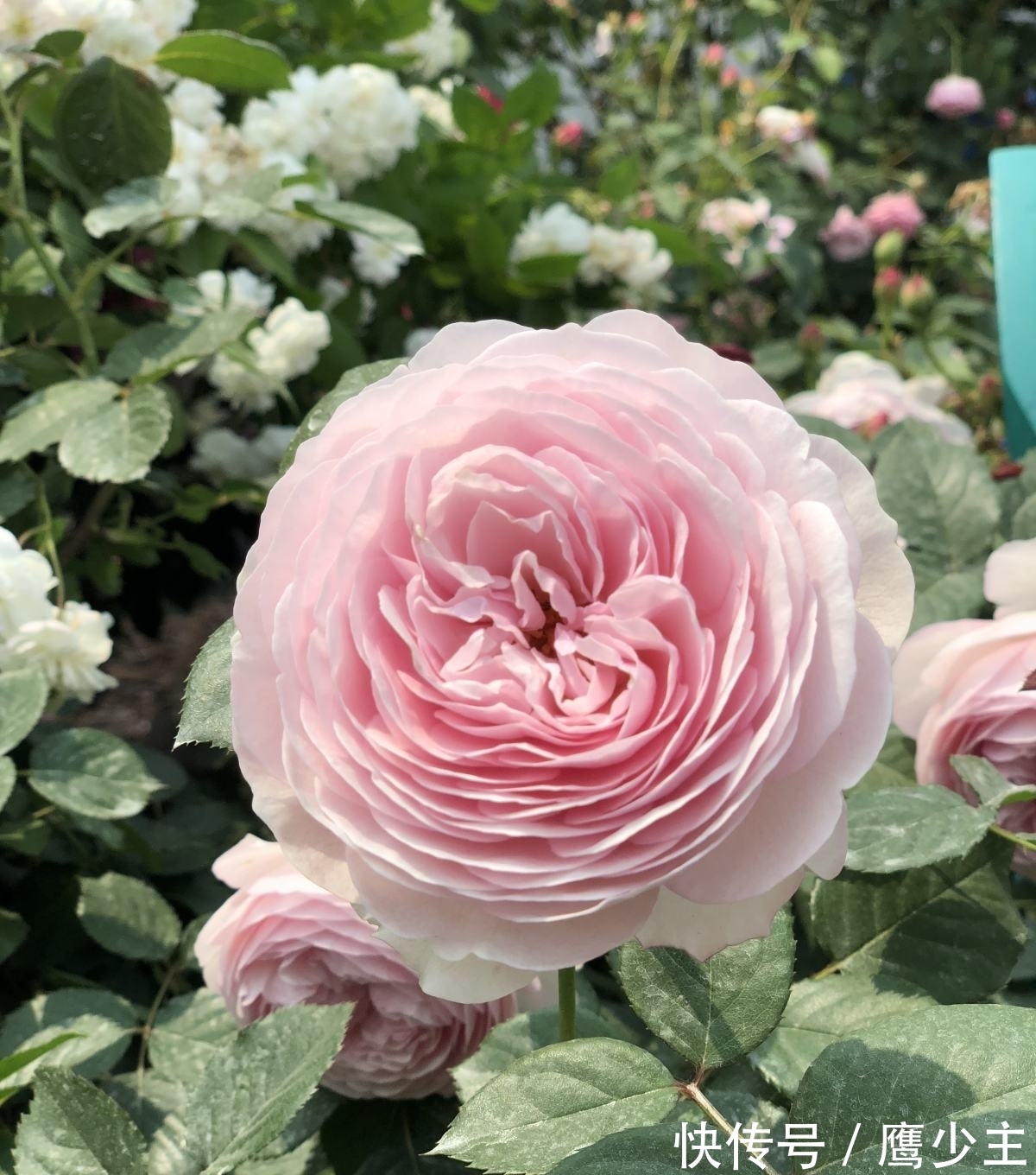 月季|冬天养花,千万别不舍得摘心,摘完才能平安过冬!