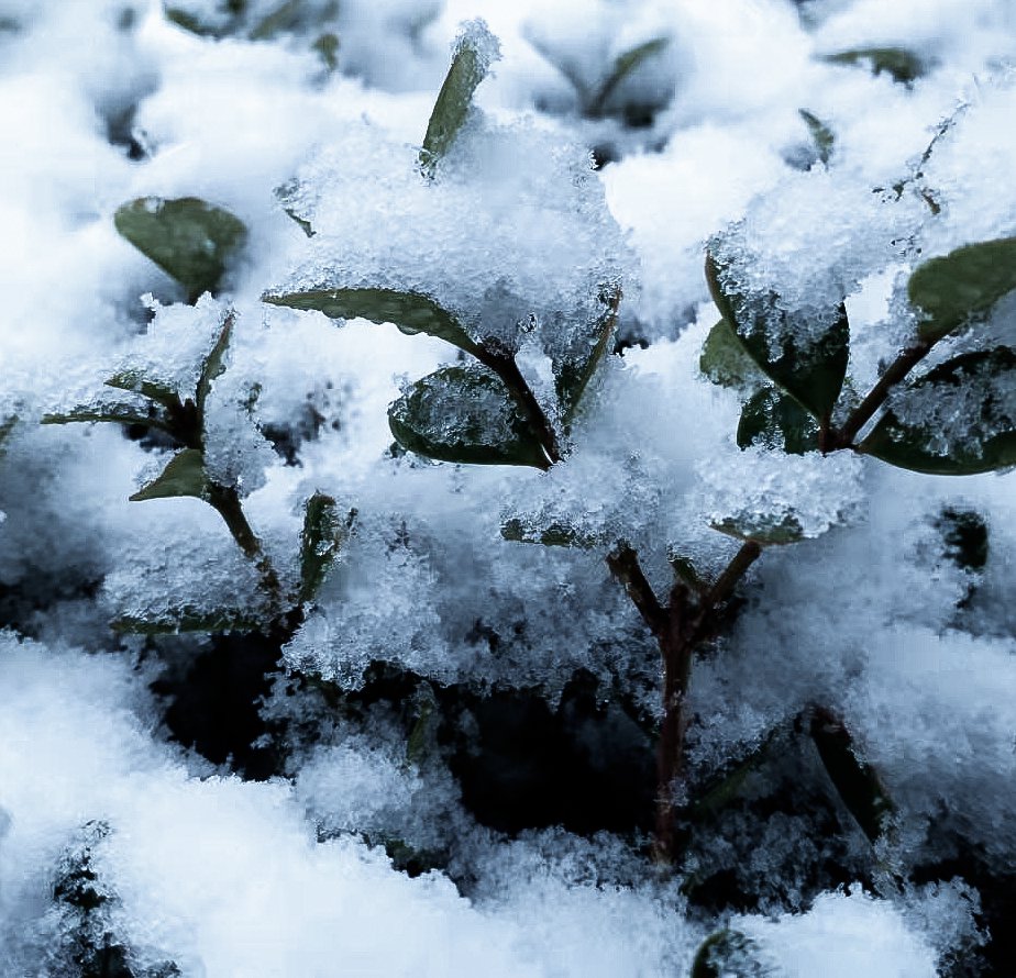 冬雪|山传初雪，许你一场深情共白头