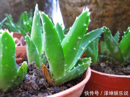 爆盆|芦荟长爆盆了怎么办简单1个技巧,一盆养出20盆,侧芽多成老桩
