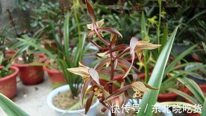 养墨兰，做对此些很重要，千万要注意