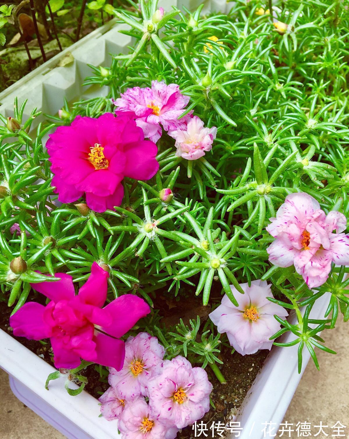 生根|9一10月,别忘记“扦插”这些花,“温度”适宜利于生根