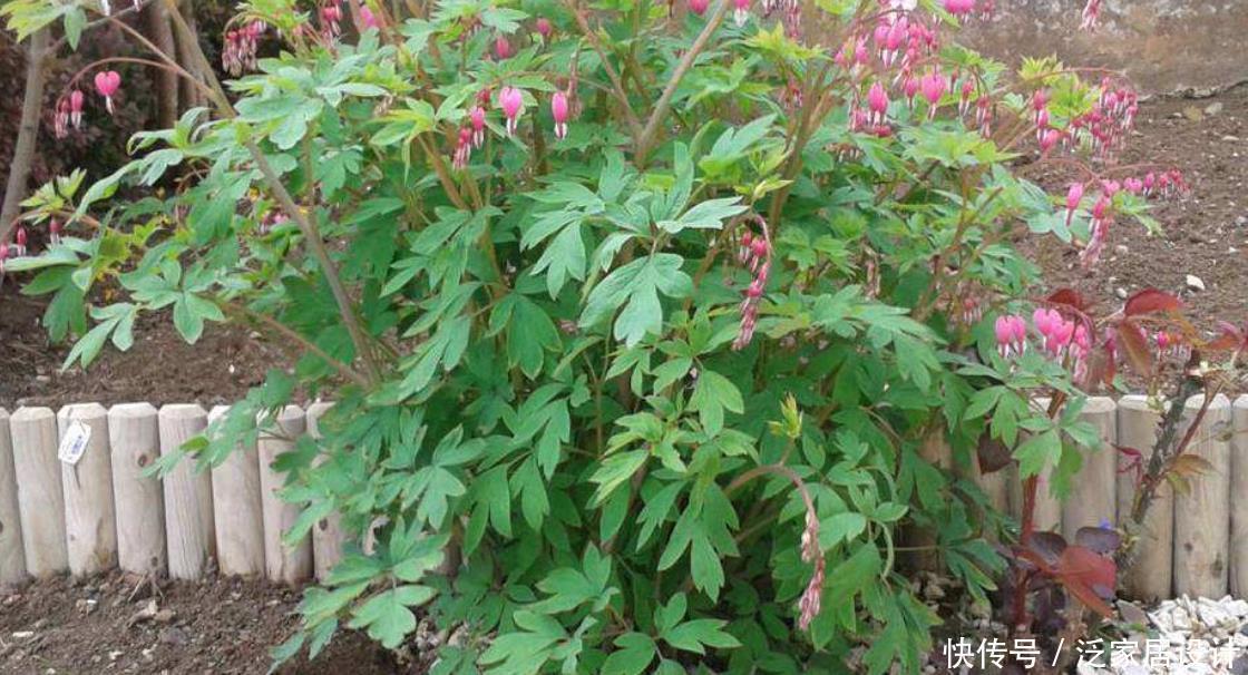  春季|一种不一样的牡丹花，盆栽皮实好养，年年春季挂满粉色“小荷包”