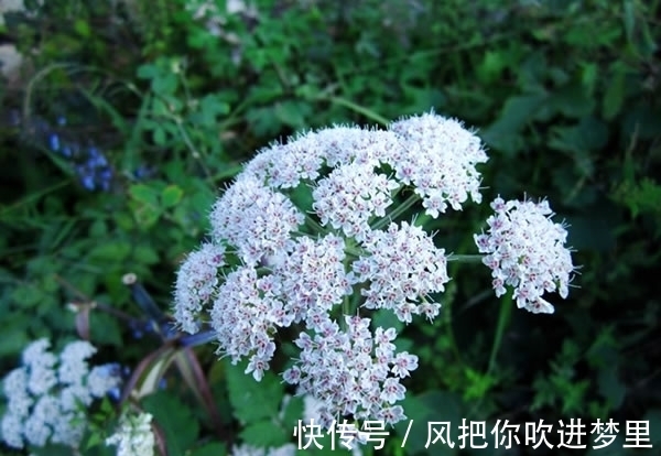 农村|农村常见的野草竟然是宝贝，泡酒能舒筋活血，俗称“长生草”