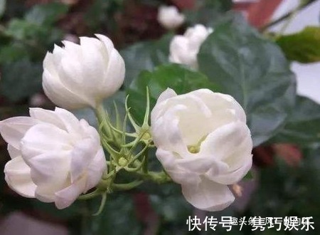这三种花最喜欢夏天,越热越容易轻松爆满盆,好看又好养