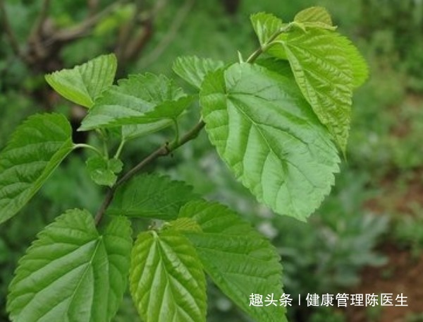 不用|白发不用急着染,一片树叶就能解决!经常使用胜过黑发剂!